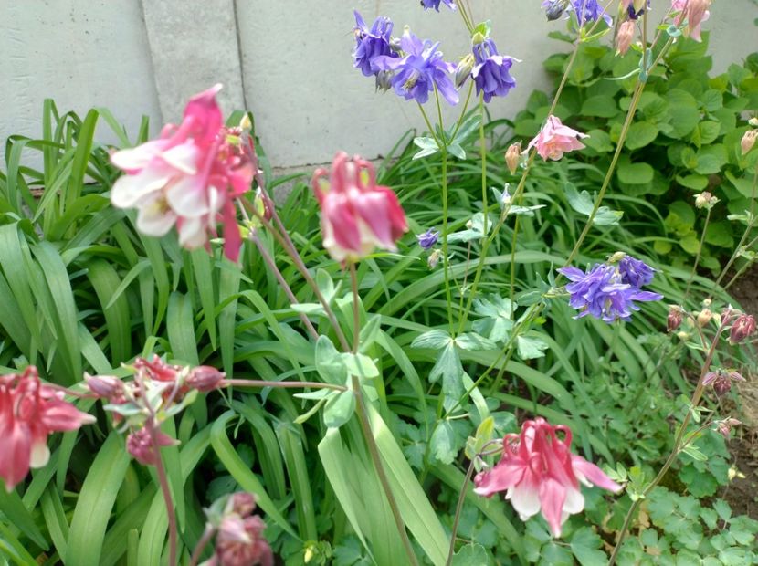  - Flori de gradină-2024