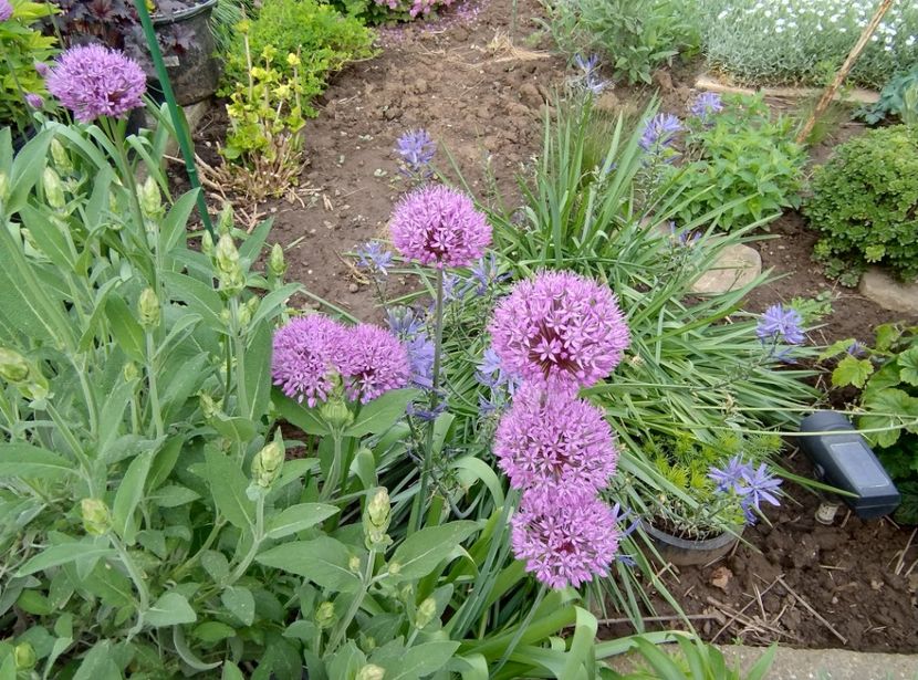  - Flori de gradină-2024