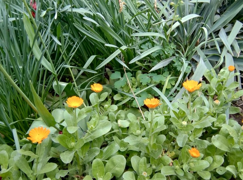  - Flori de gradină-2024