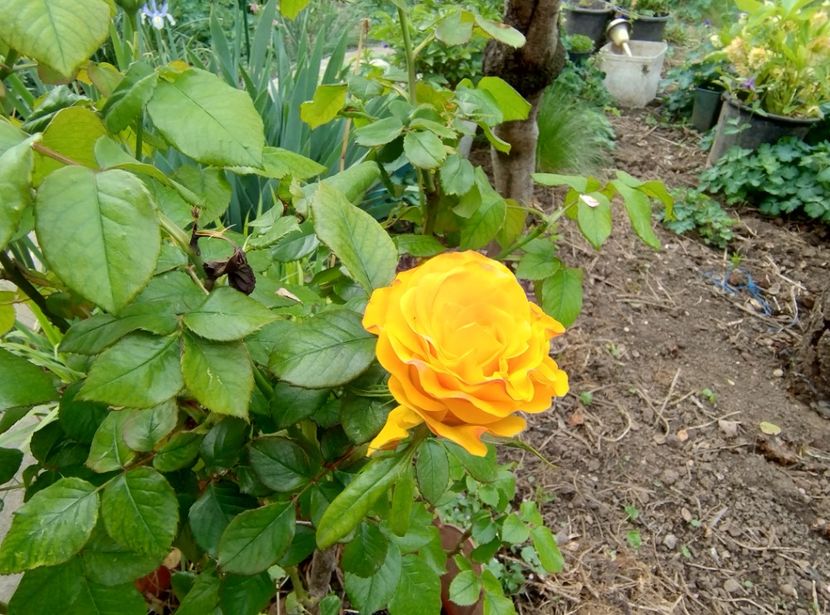  - Flori de gradină-2024