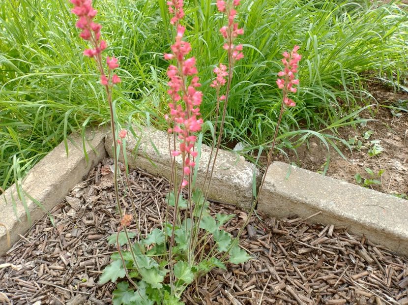  - Flori de gradină-2024