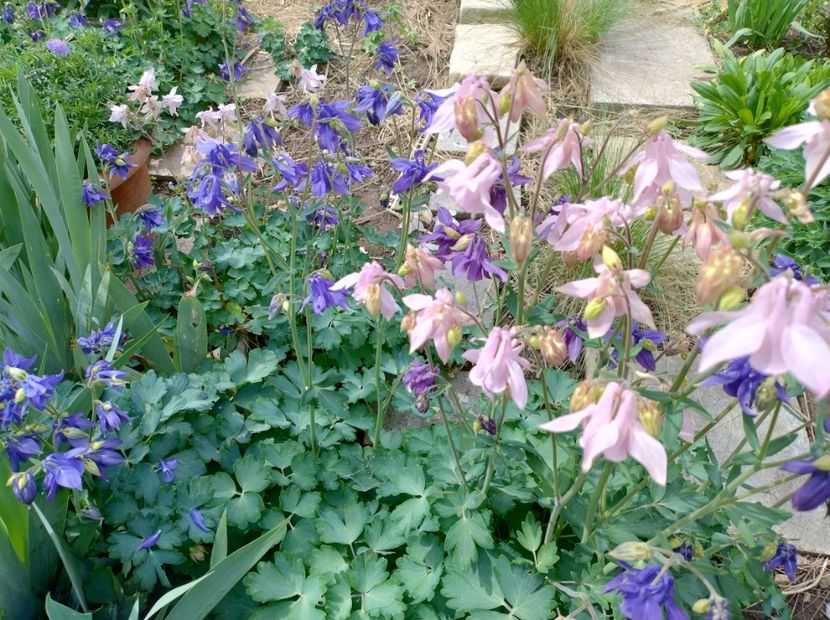  - Flori de gradină-2024