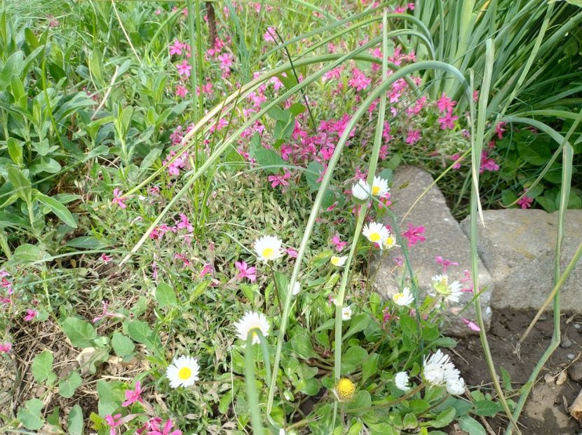  - Flori de gradină-2024