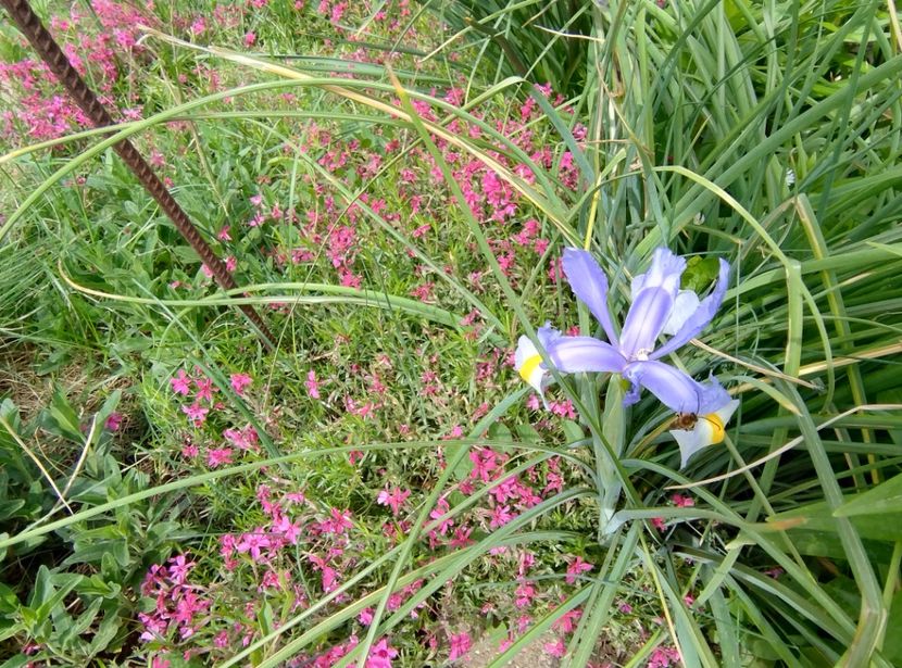  - Flori de gradină-2024