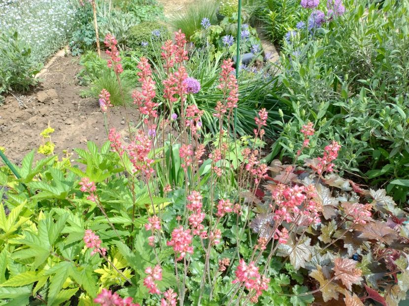  - Flori de gradină-2024