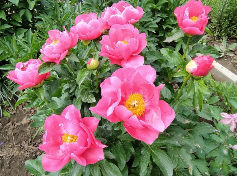 Paula Fay - 9-Bujori