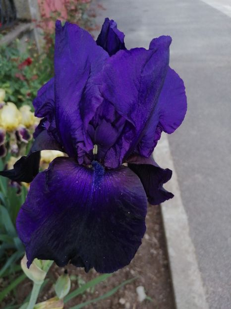  - 2024- Iriși înalți