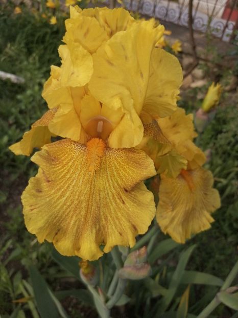  - 2024- Iriși înalți