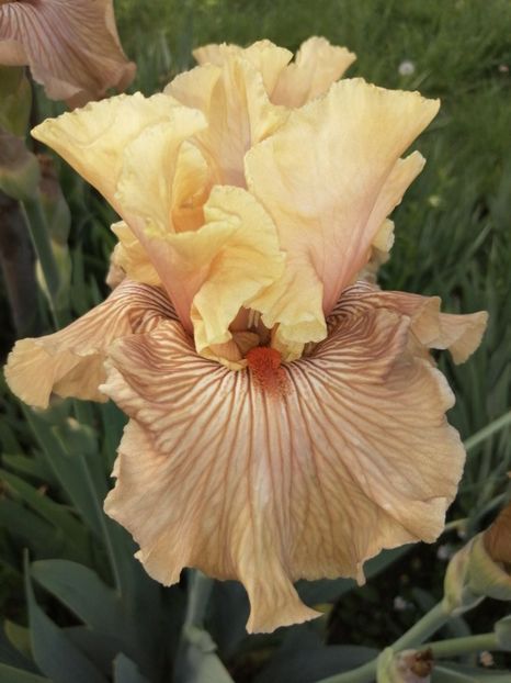  - 2024- Iriși înalți