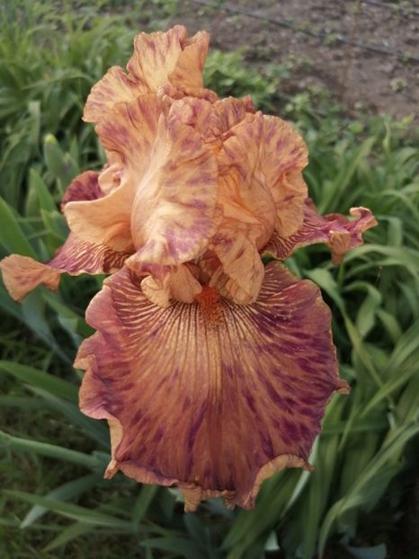  - 2024- Iriși înalți