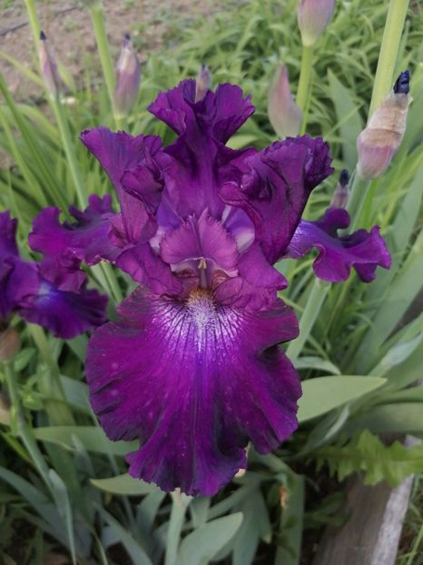  - 2024- Iriși înalți