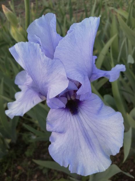  - 2024- Iriși înalți