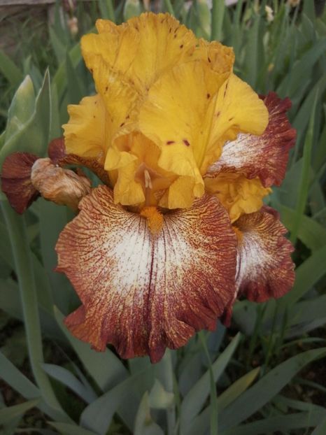  - 2024- Iriși înalți