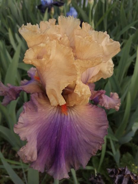  - 2024- Iriși înalți