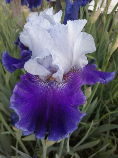  - 2024- Iriși înalți