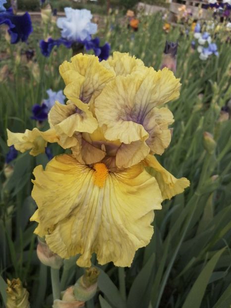  - 2024- Iriși înalți