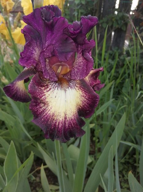  - 2024- Iriși înalți