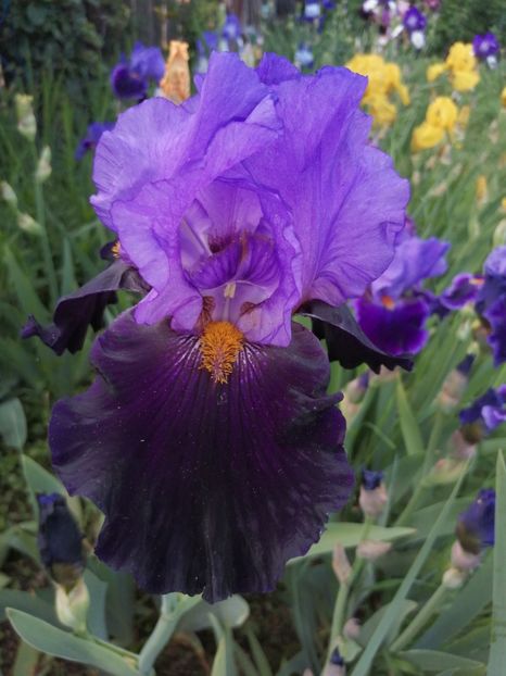  - 2024- Iriși înalți