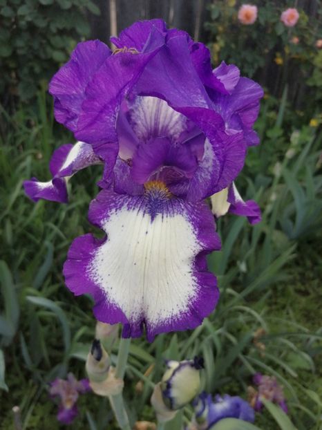  - 2024- Iriși înalți