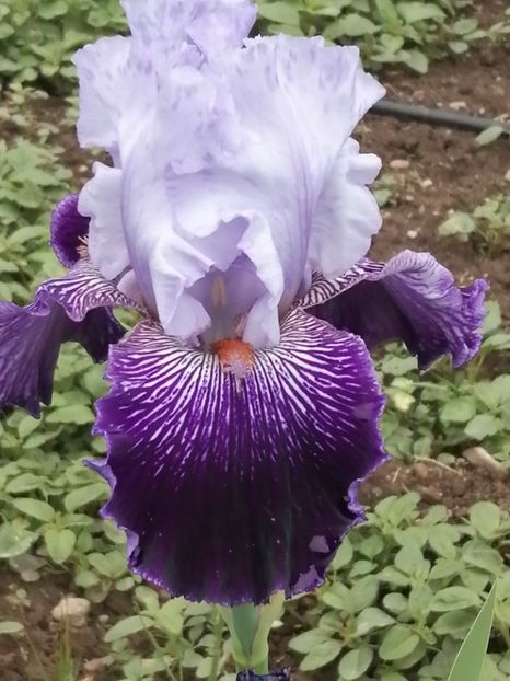  - 2024- Iriși înalți