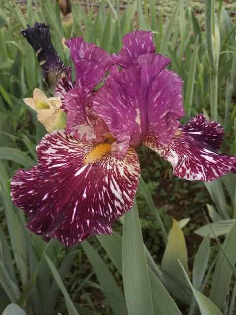  - 2024- Iriși înalți