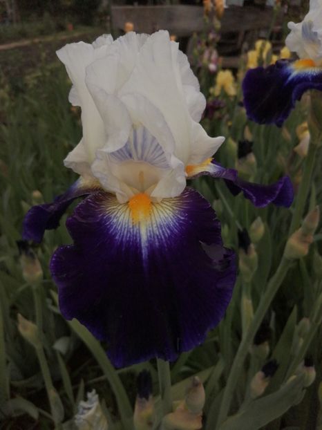  - 2024- Iriși înalți