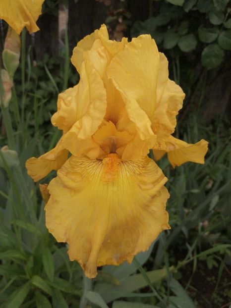  - 2024- Iriși înalți