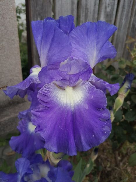  - 2024- Iriși înalți