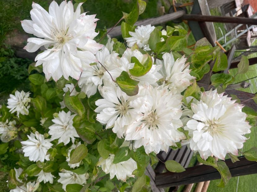  - clematis