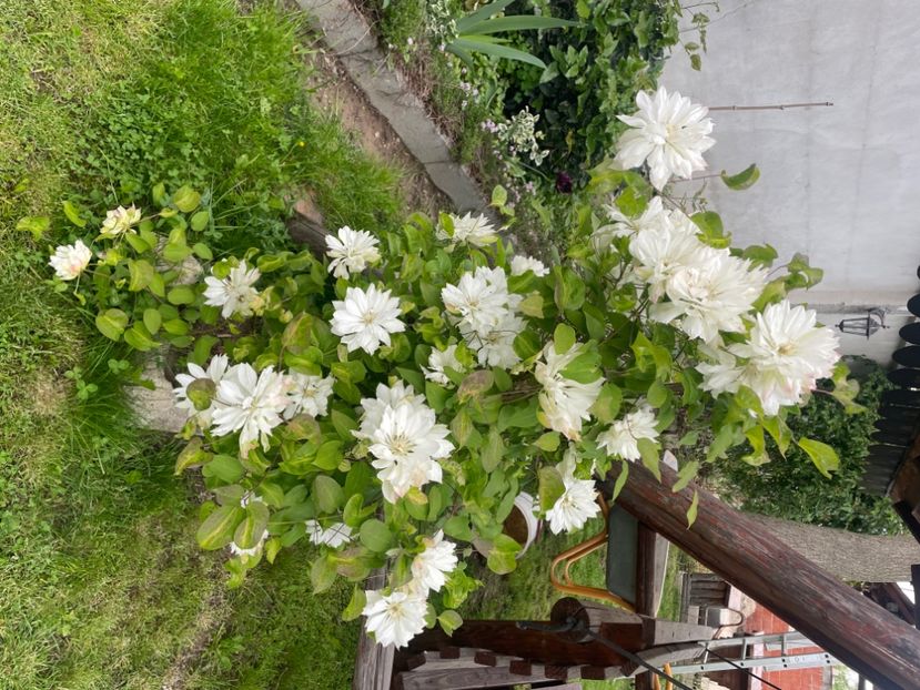  - clematis