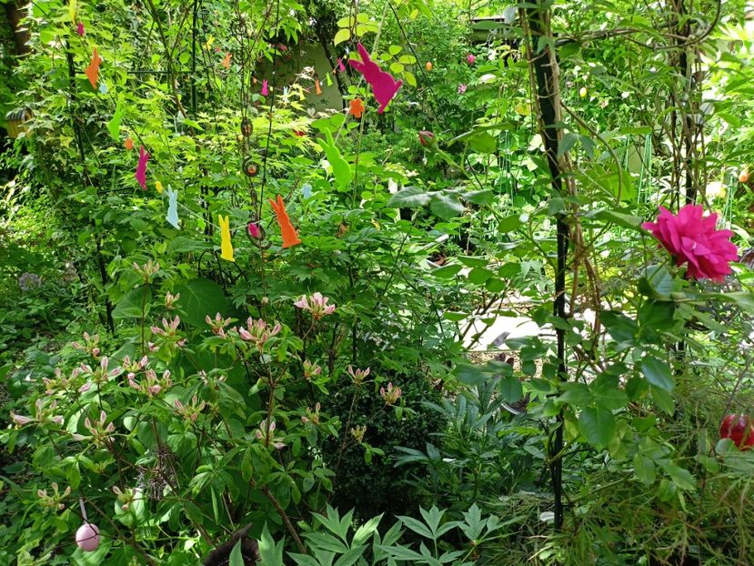 06.05.2024 - Grădina 2024 continuare 2