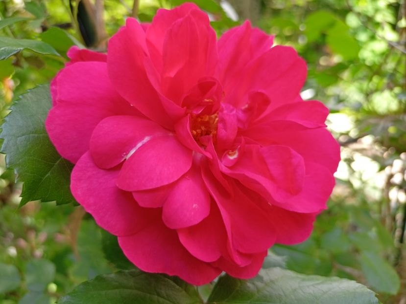 Rosarium Uetersen - Grădina 2024 continuare 2