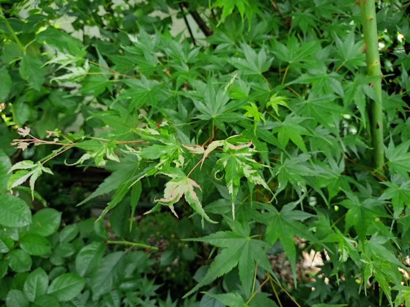 Taiyo-Nishiki - Grădina 2024 continuare 2