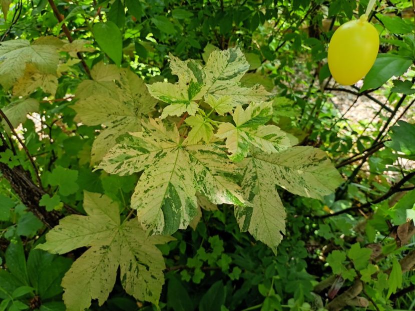  - Grădina 2024 continuare 2