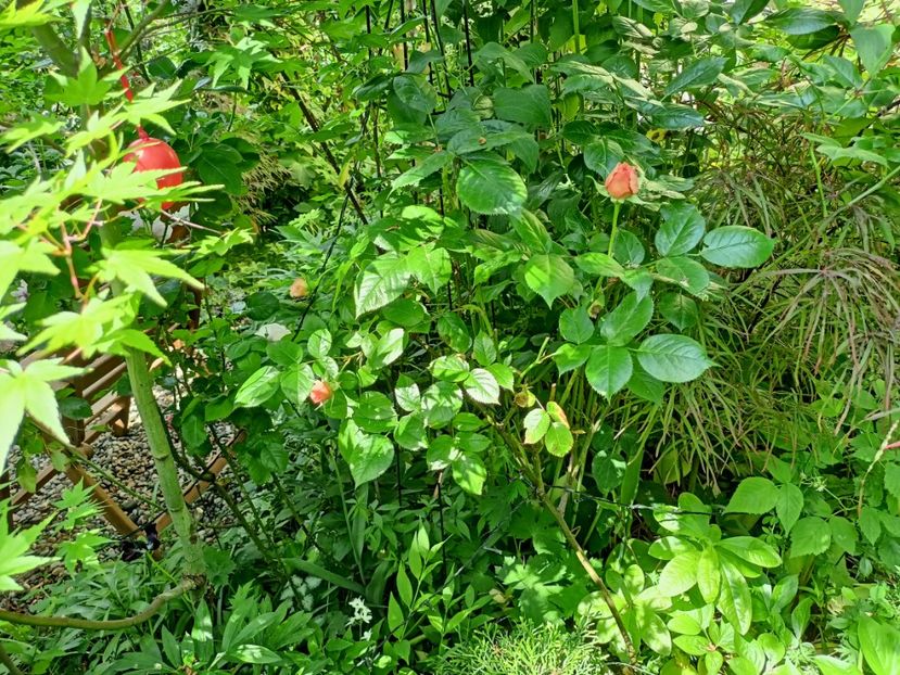  - Grădina 2024 continuare 2