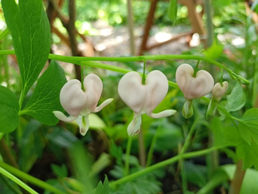 Dicentra Cupid - Grădina 2024 continuare 2