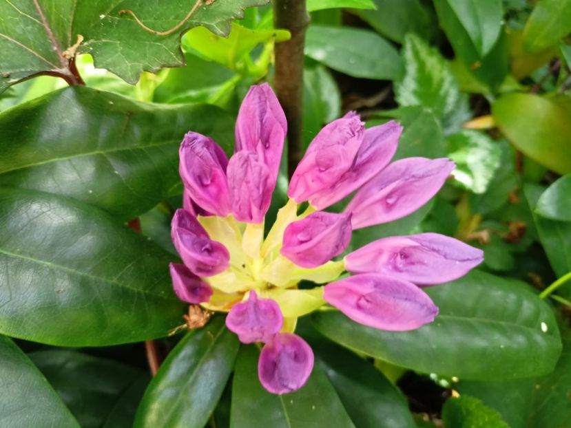  - Grădina 2024 continuare 2