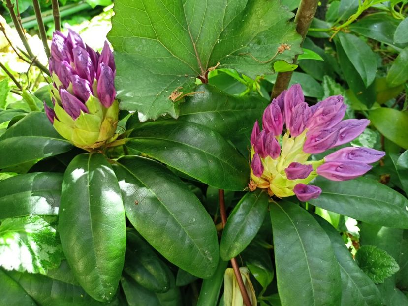  - Grădina 2024 continuare 2