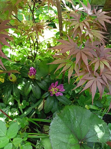  - Grădina 2024 continuare 2