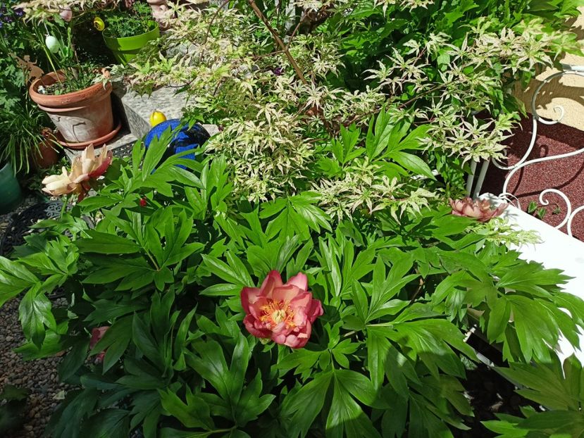  - Grădina 2024 continuare 2