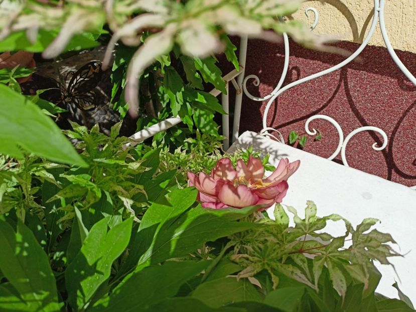  - Grădina 2024 continuare 2