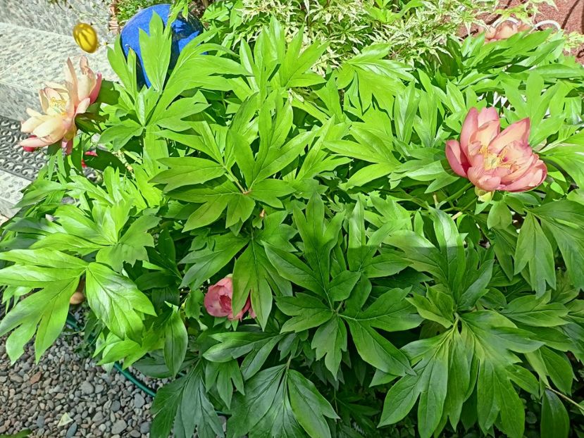 Magical Mystery Tour itoh - Grădina 2024 continuare 2