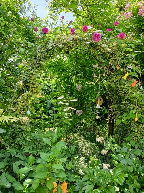 Madame Isaac Pereire - Grădina 2024 continuare 2