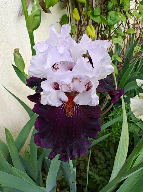 Royal Sunset - Irisi