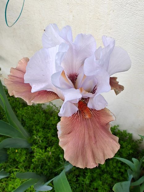 Leaps and bounds - Irisi