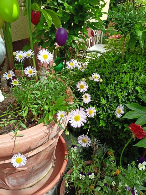  - Grădina 2024 continuare 2