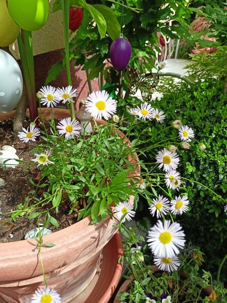  - Grădina 2024 continuare 2