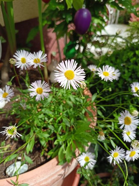 Erigeron karvinskianus "Lavender Lady" - Grădina 2024 continuare 2