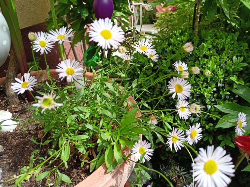  - Grădina 2024 continuare 2