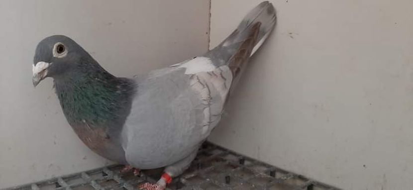  - Nu îmi aparțin 7